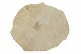 Fossil Flower (Pos/Neg) - Green River Formation, Wyoming #245062-1